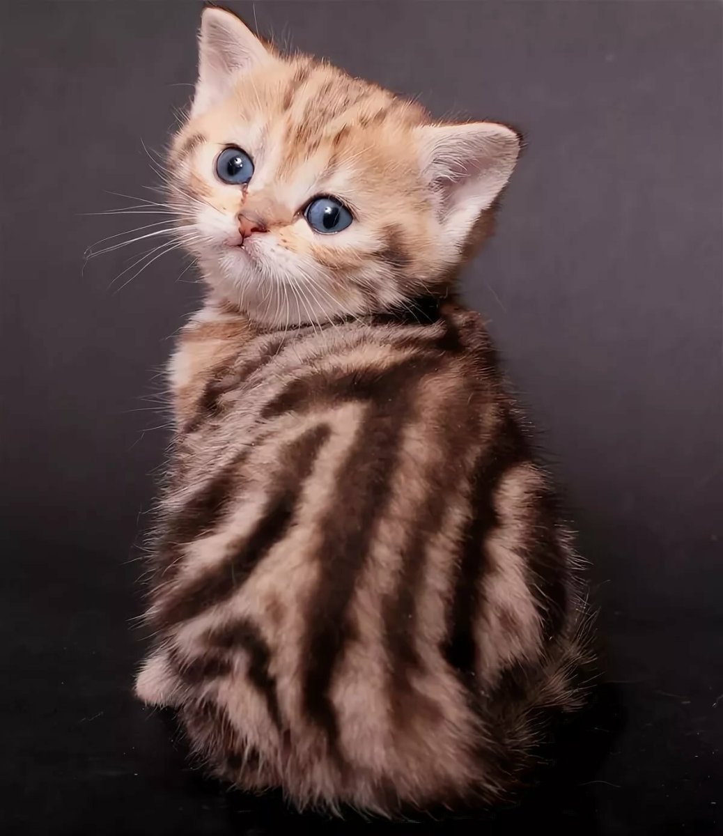 Британский мраморный табби