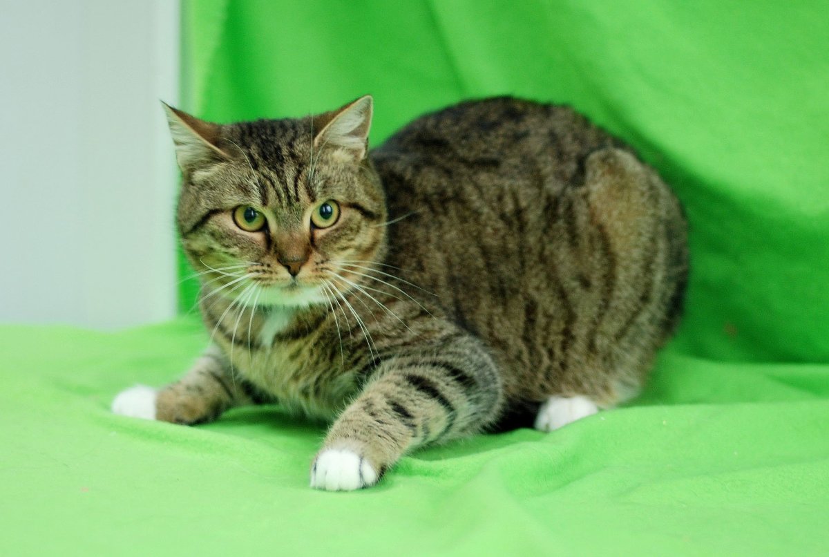 Британец табби полосатый