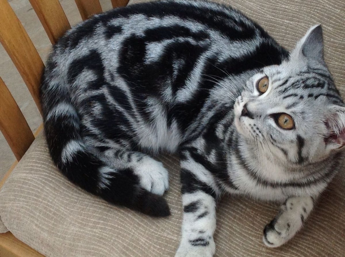 Британский кот мраморный табби