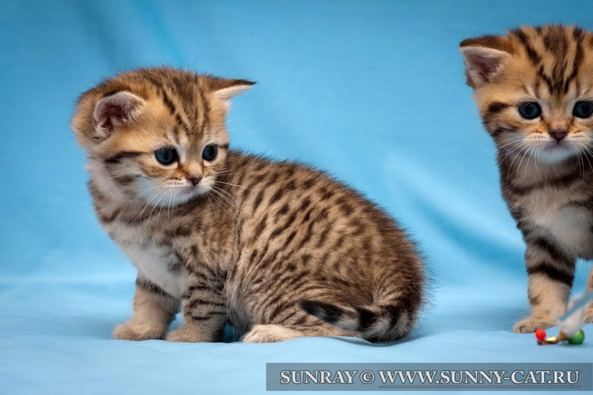 Шотландский Браун табби