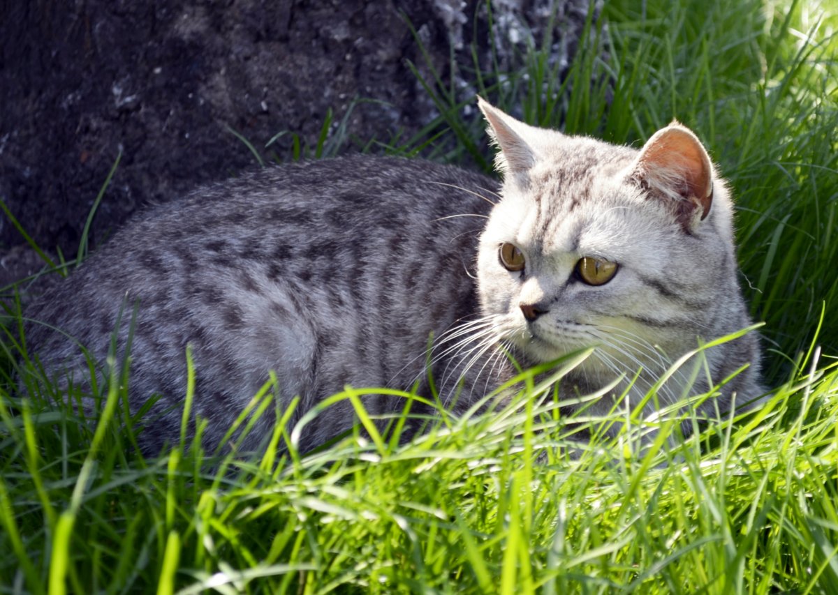 Британская короткошёрстная кошка