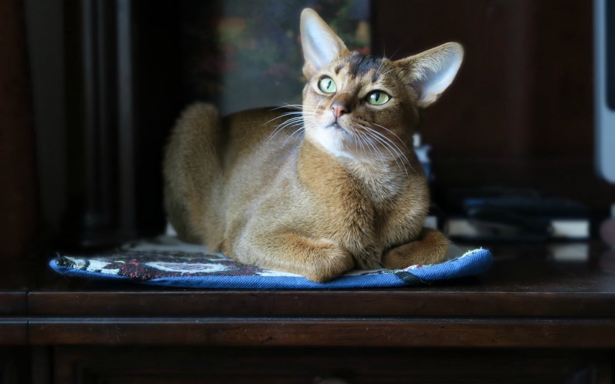 Абиссинская кошка полосатая