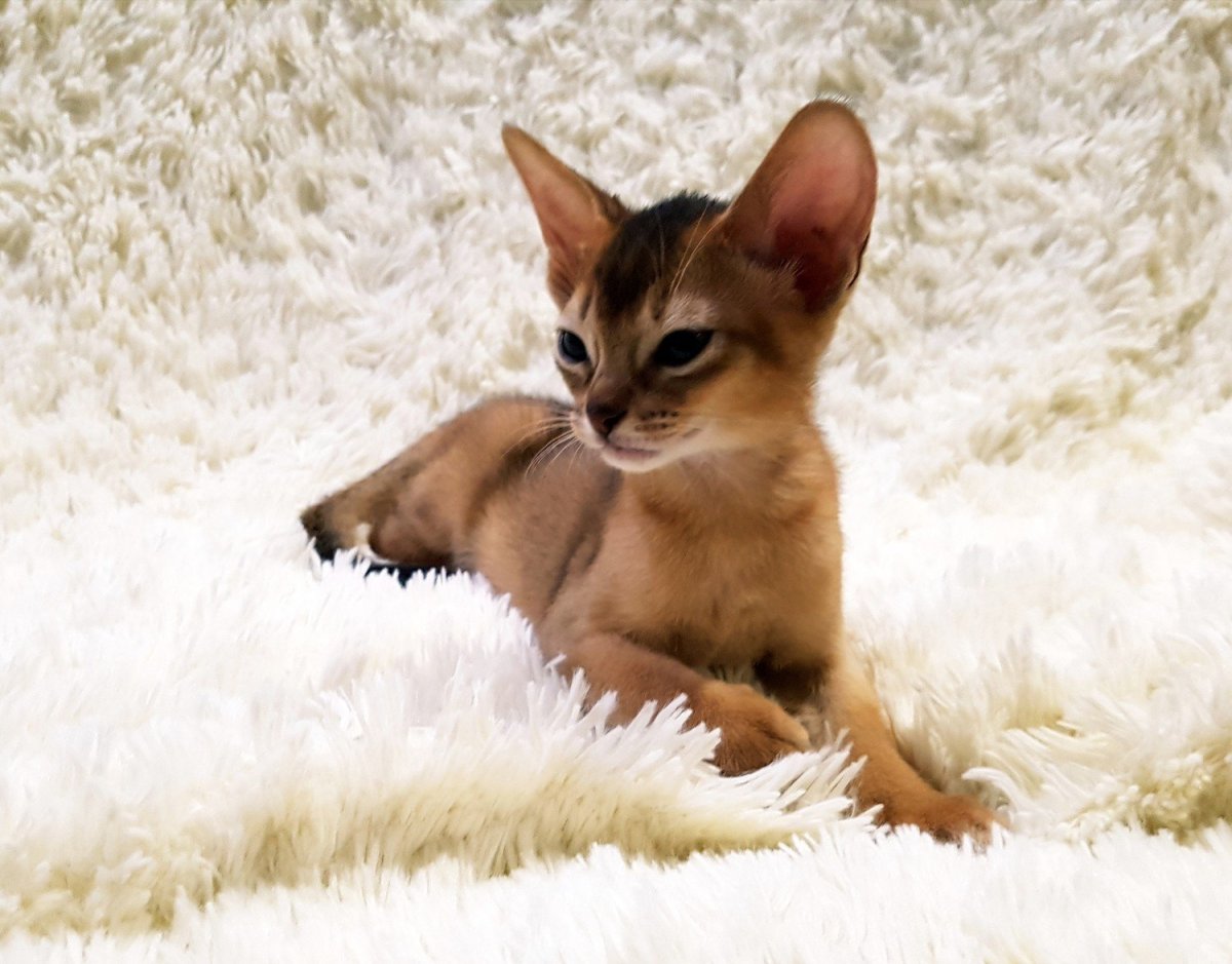 Питомник абиссинских кошек