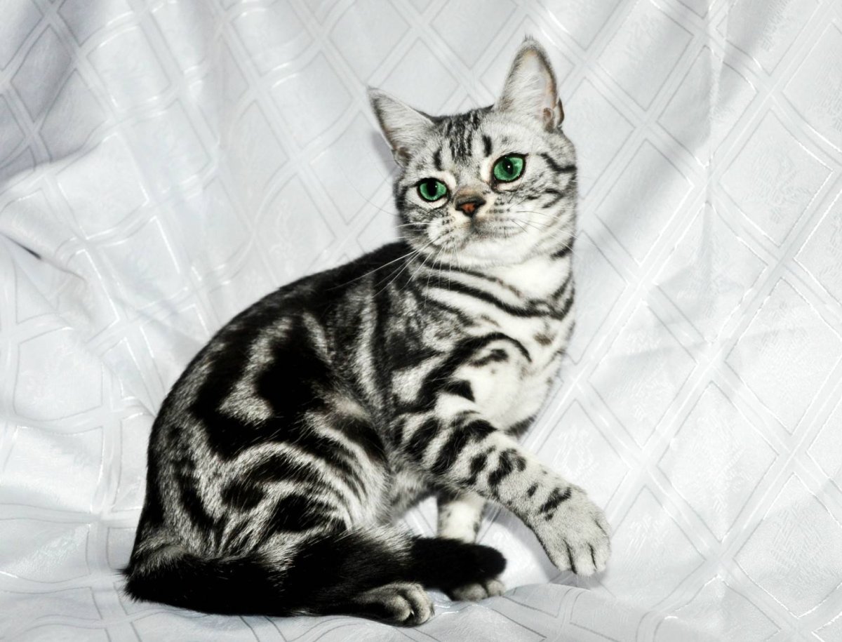 Американская короткошерстная табби