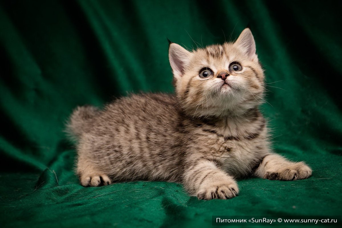 Британские короткошерстные окрас табби