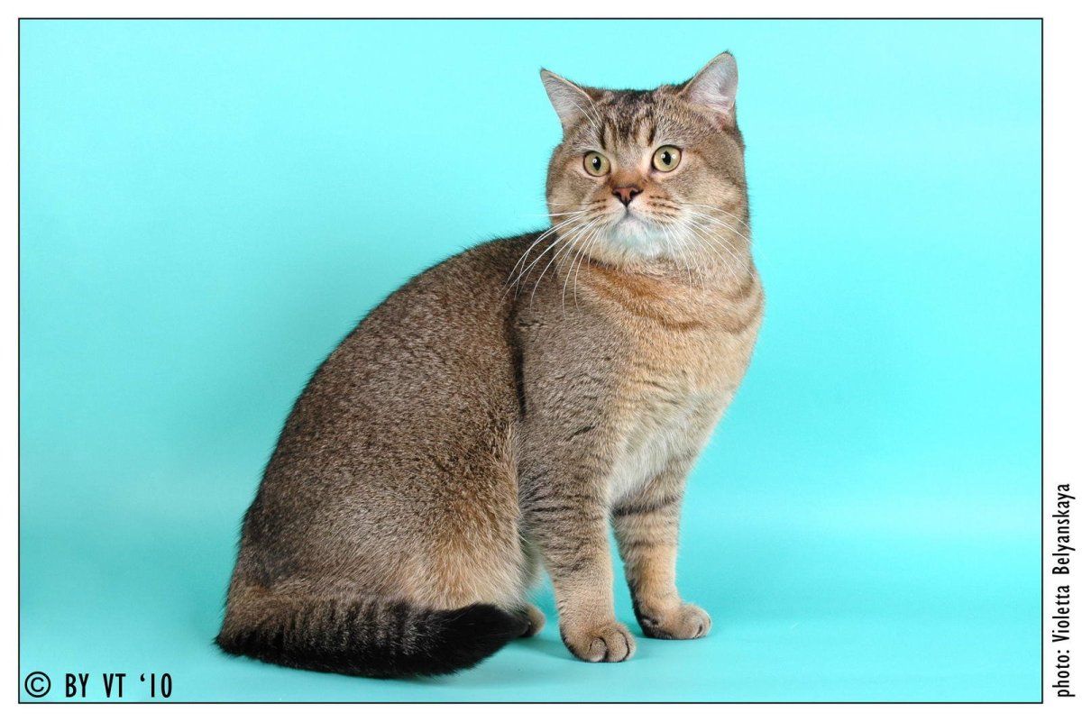 Браун табби тикированный