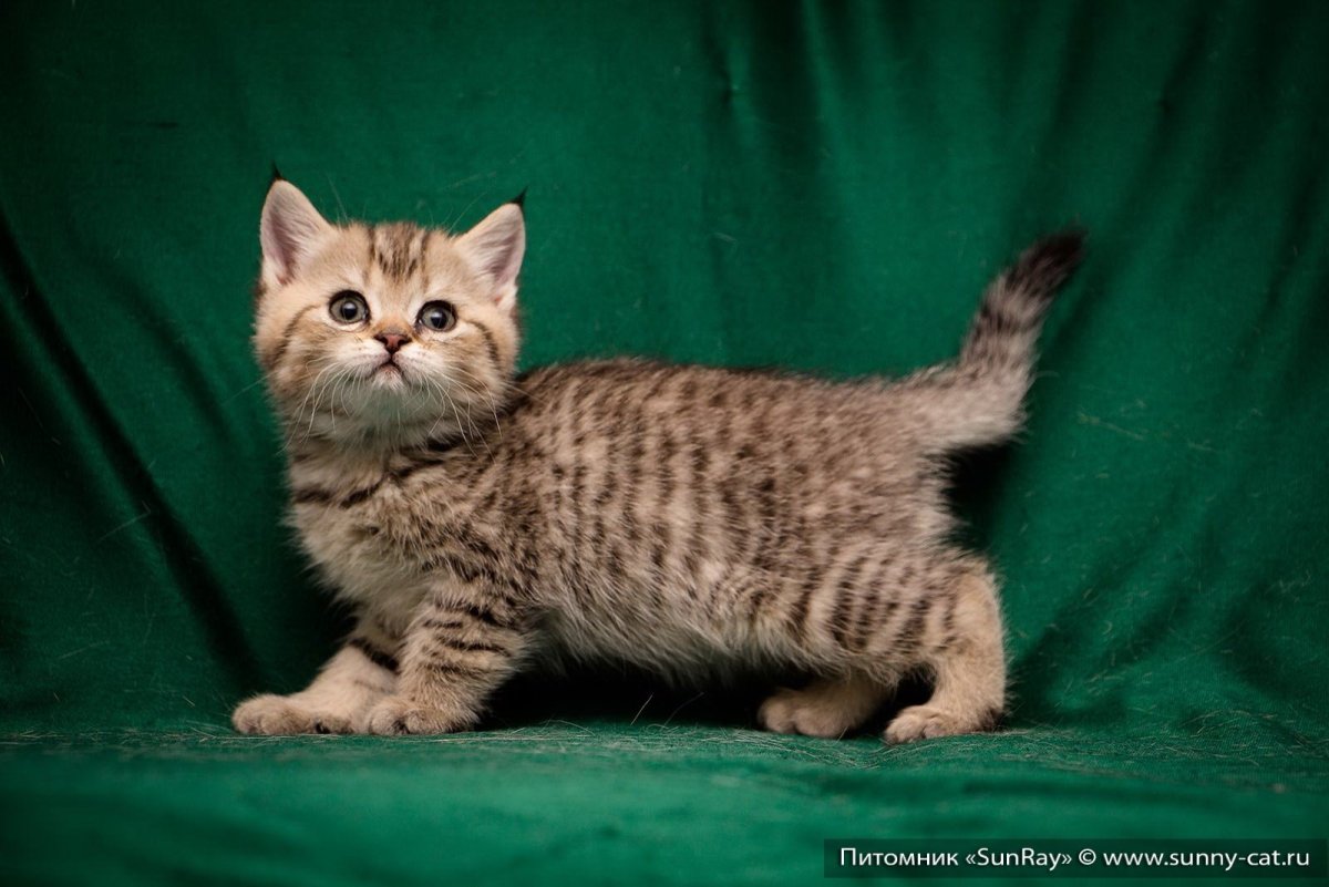Шотландский Браун табби