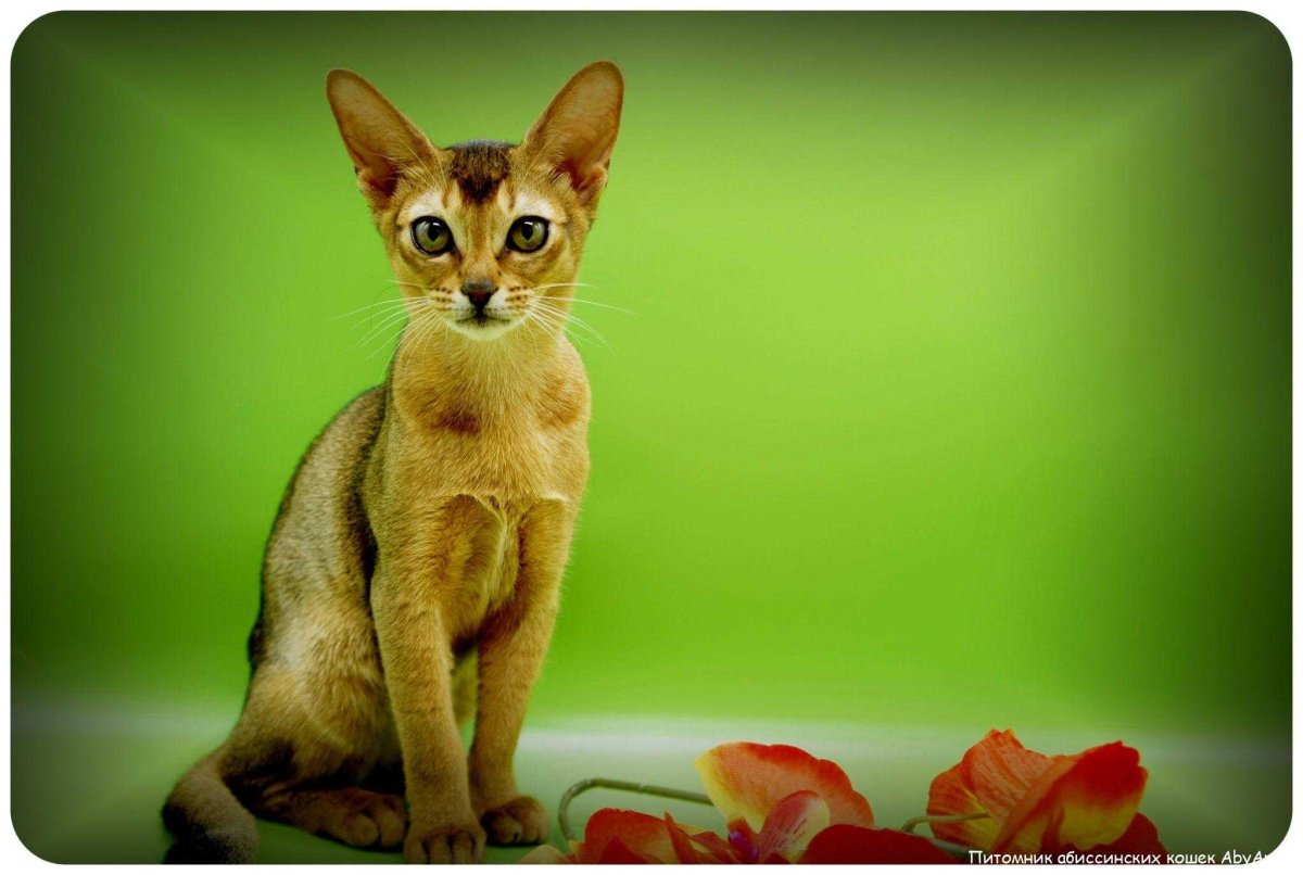 Абиссинская девочка(дикого окраса)