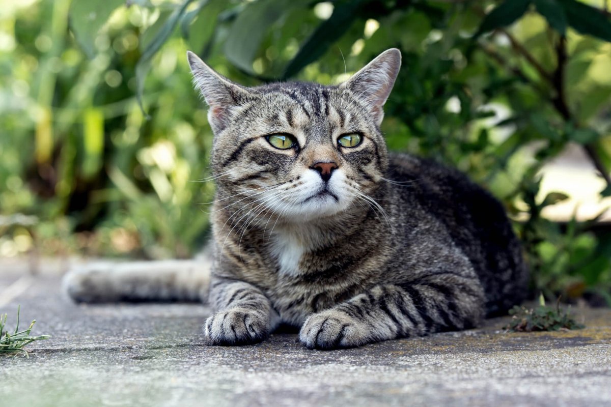 Табби макрель