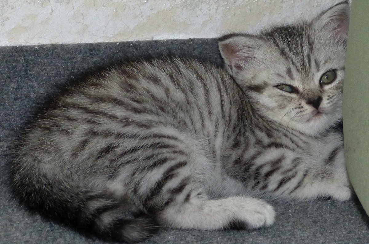 Мраморный табби макрель