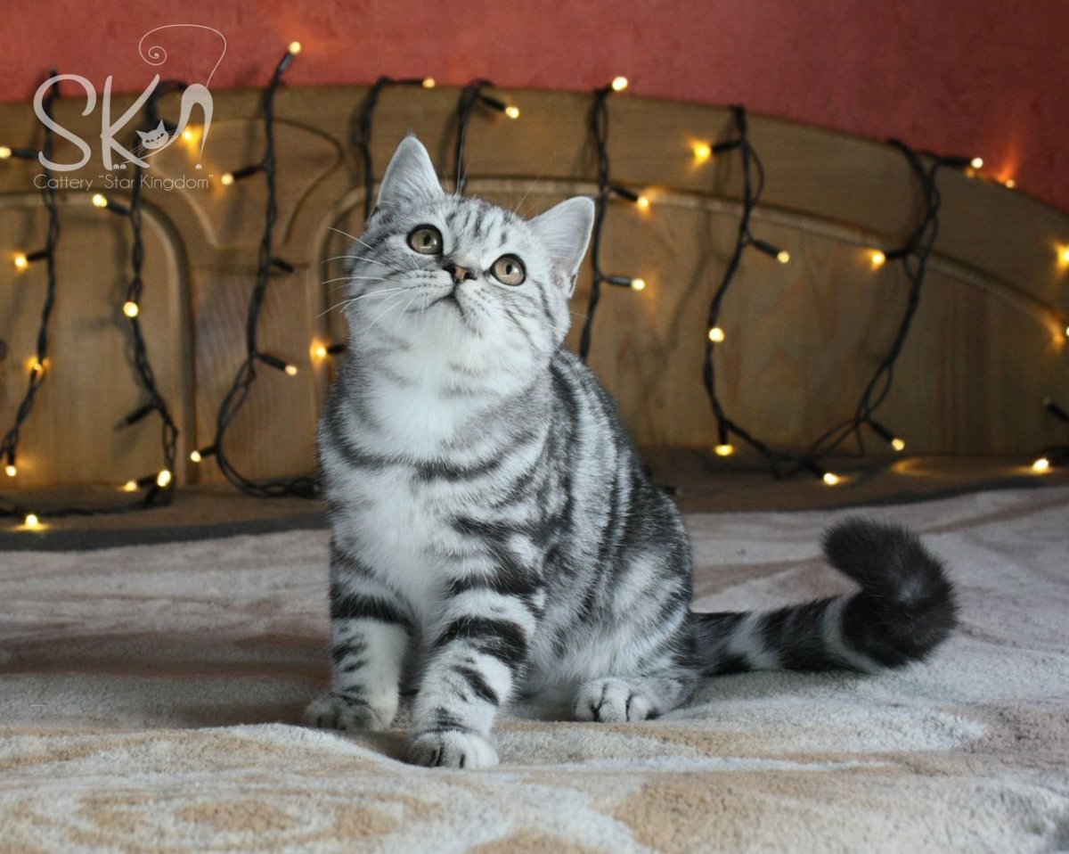 Шотландский скоттиш страйт мраморный