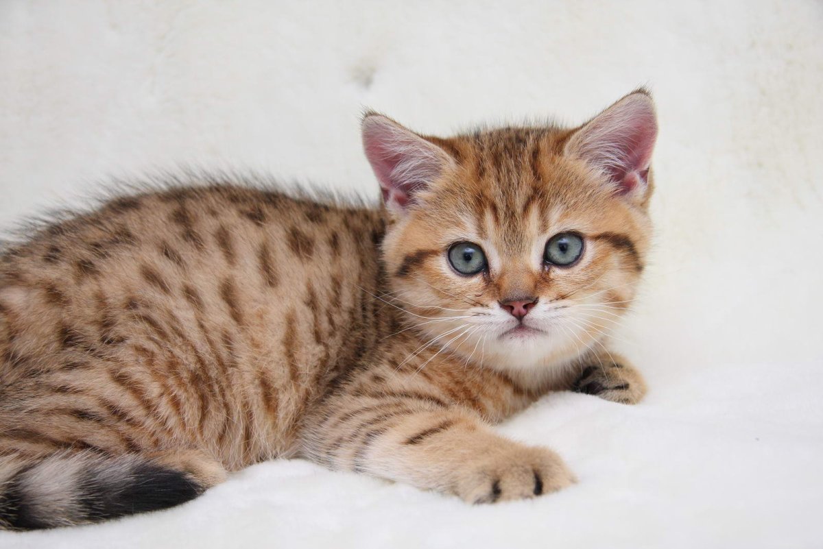 Золотой табби британец