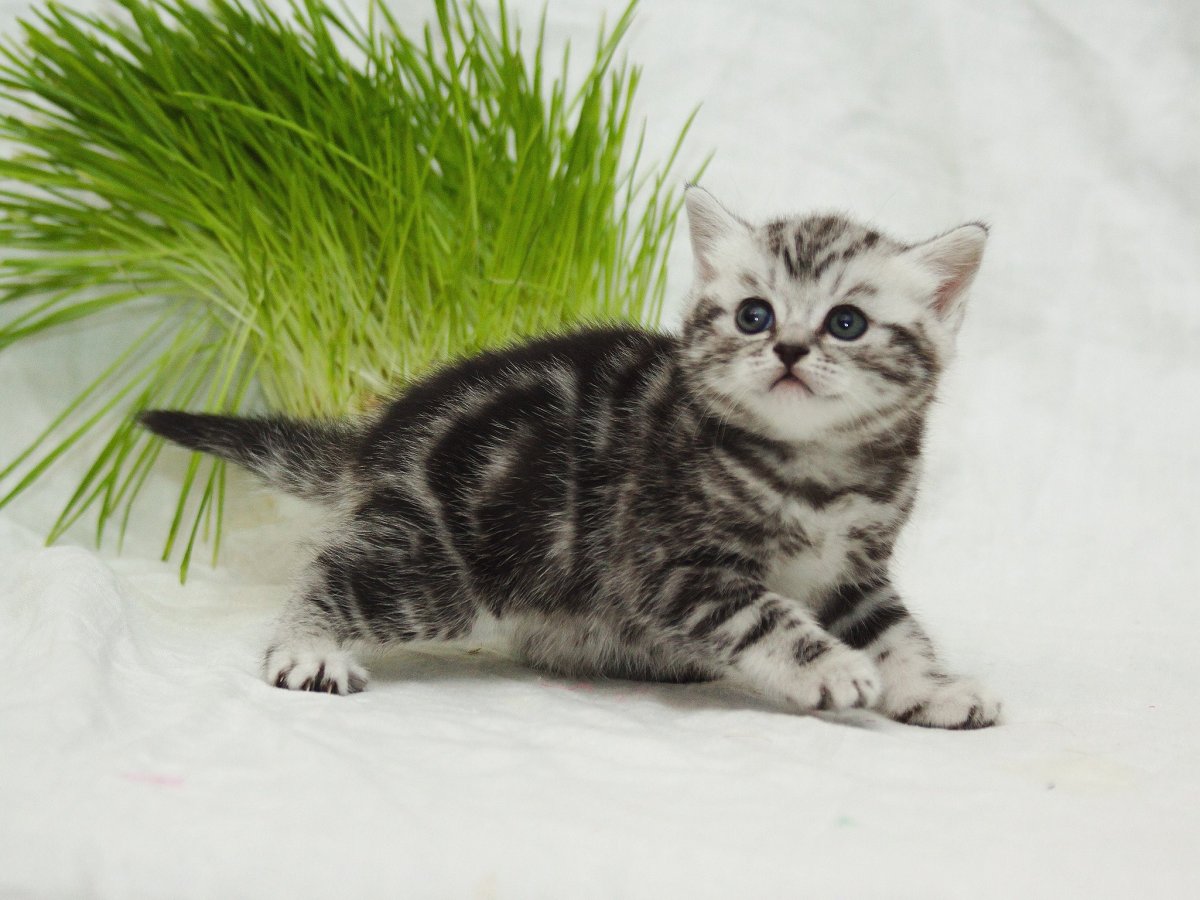 Мраморный британец котенок