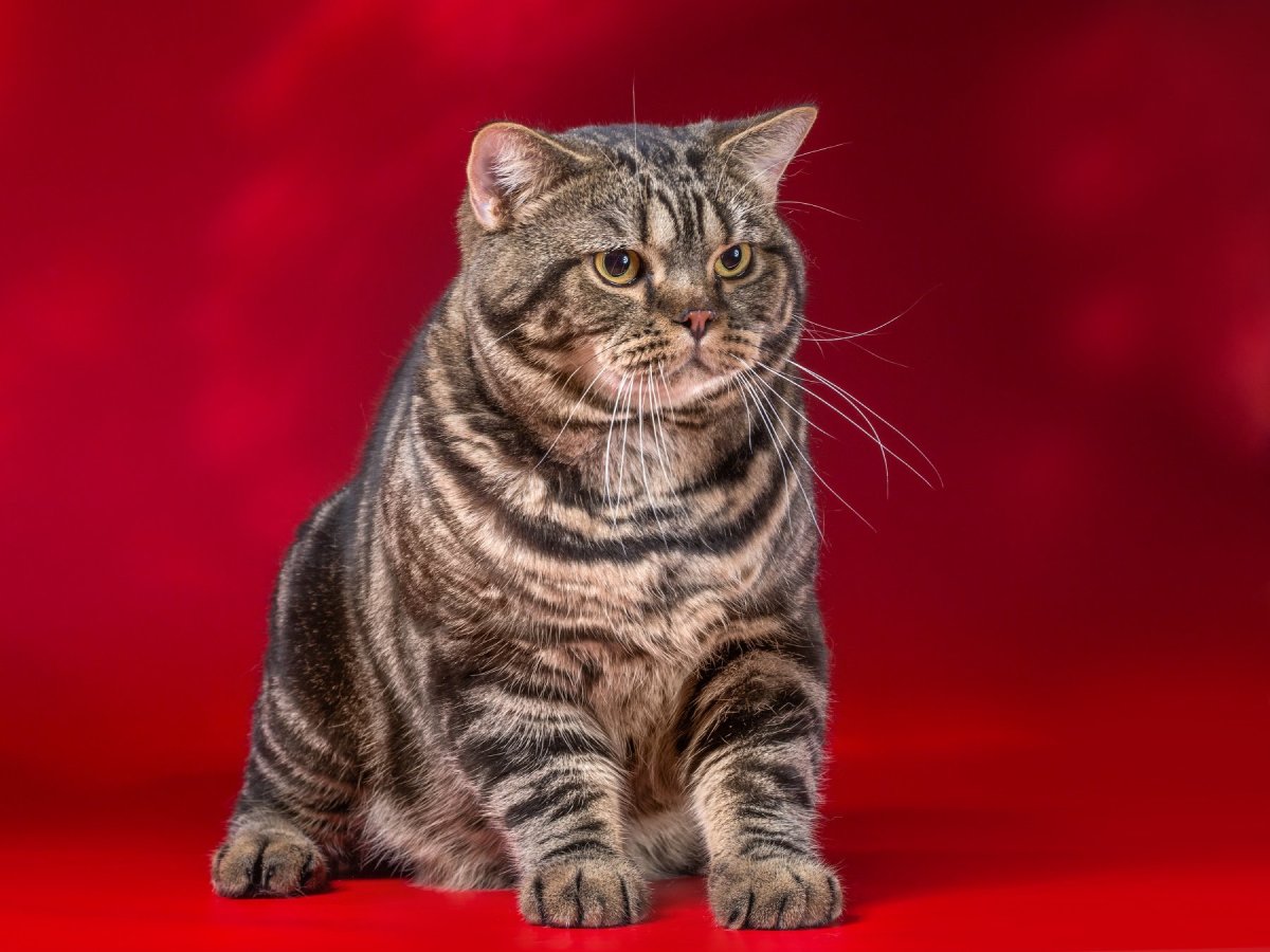 Британский мраморный табби