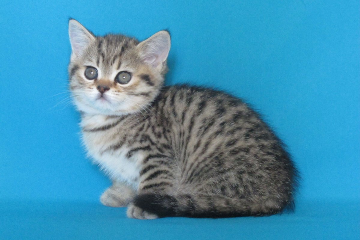 Британская кошка табби