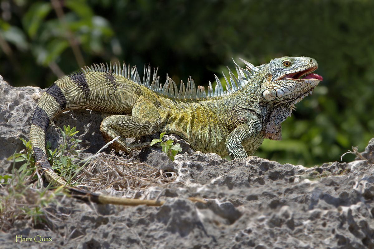 Игуана шипохвостая Мексиканская