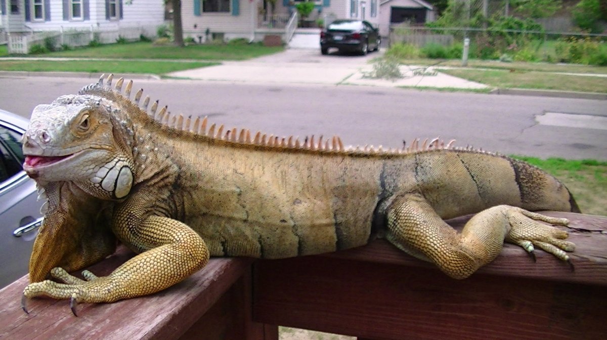 Гигантская игуана