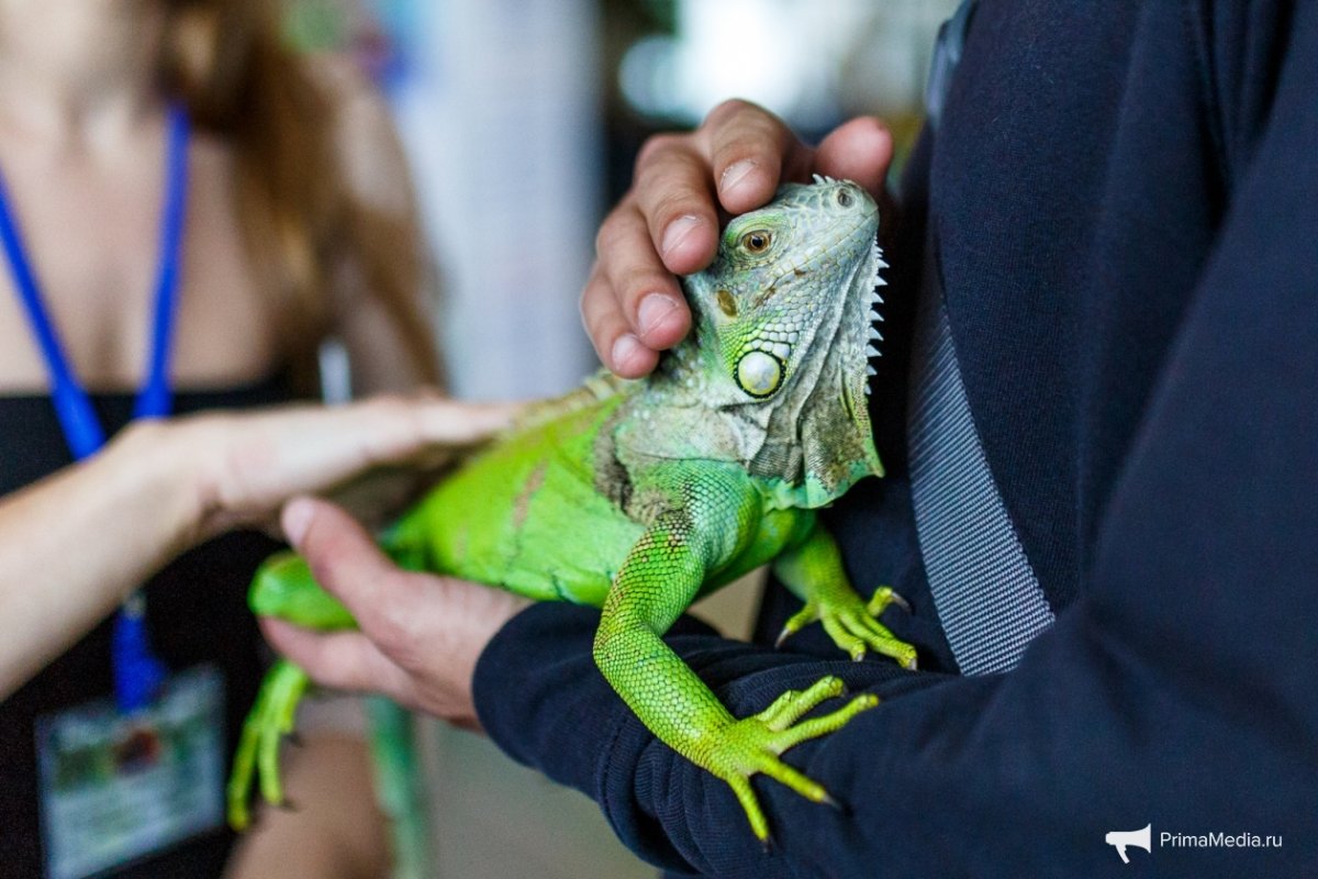 Мини игуана