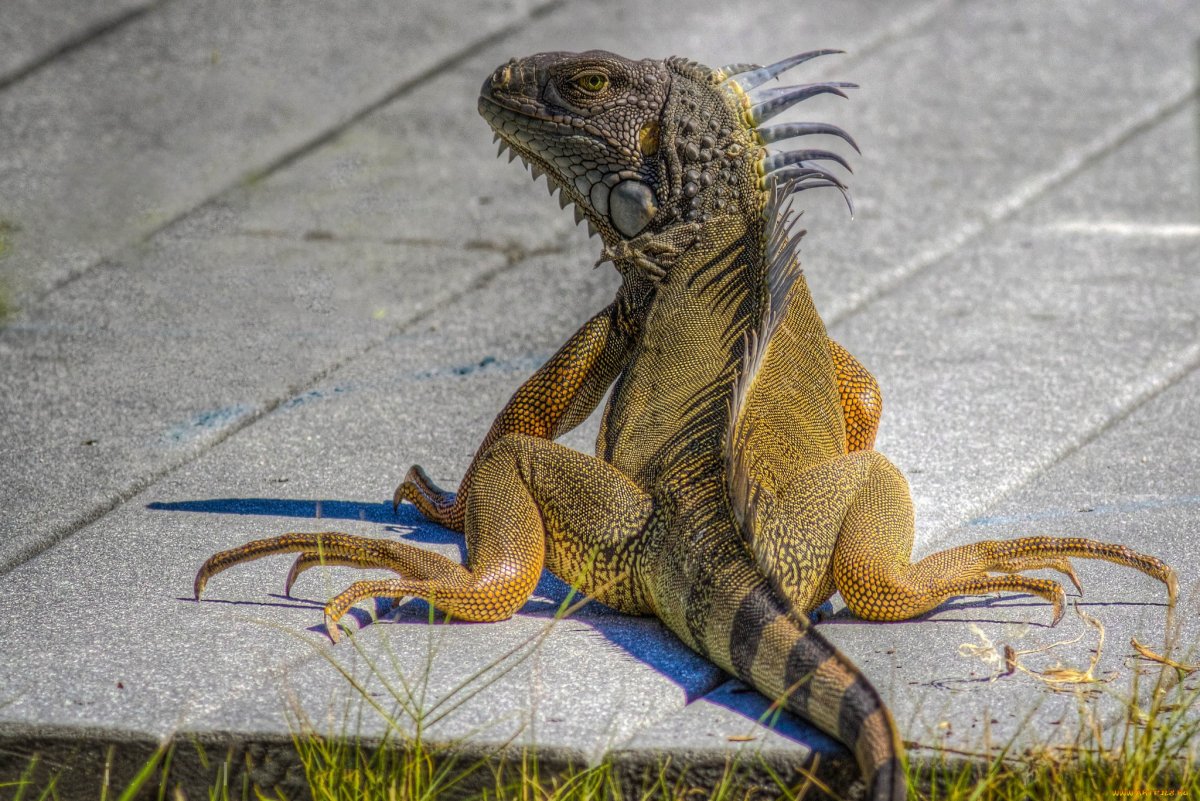 Шлемовая игуана