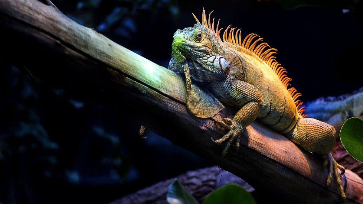 Килехвостая игуана