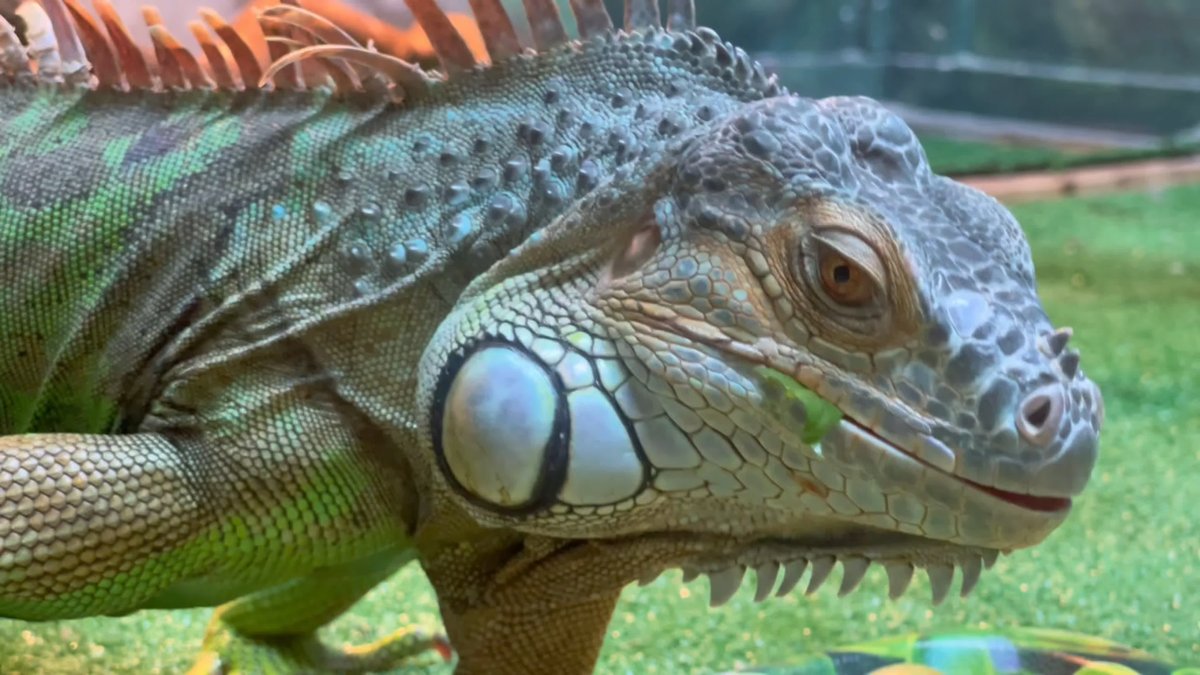 Игуана в ванной