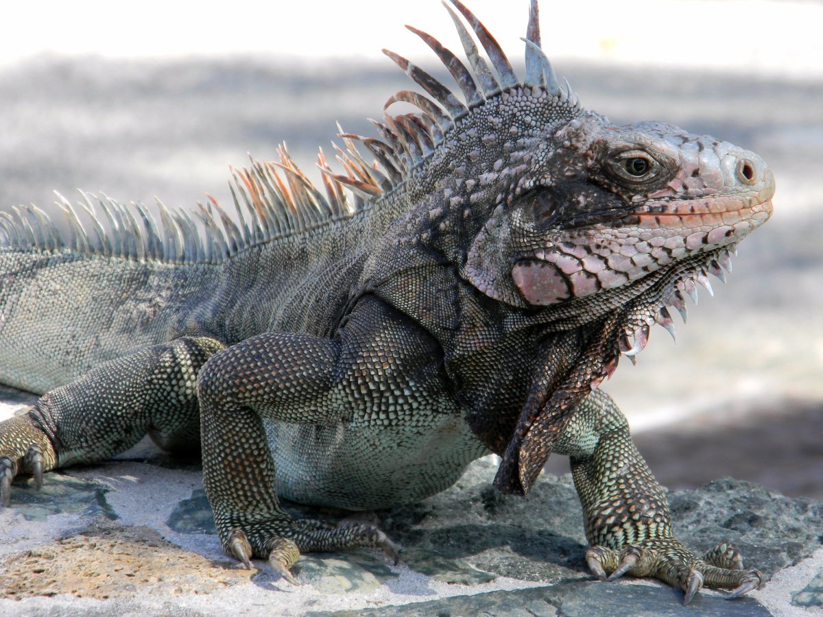 Галапагосские острова ящерицы