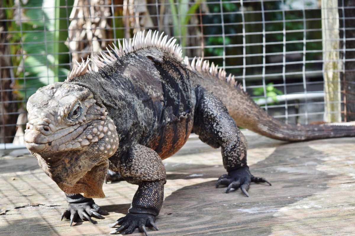 Черная игуана