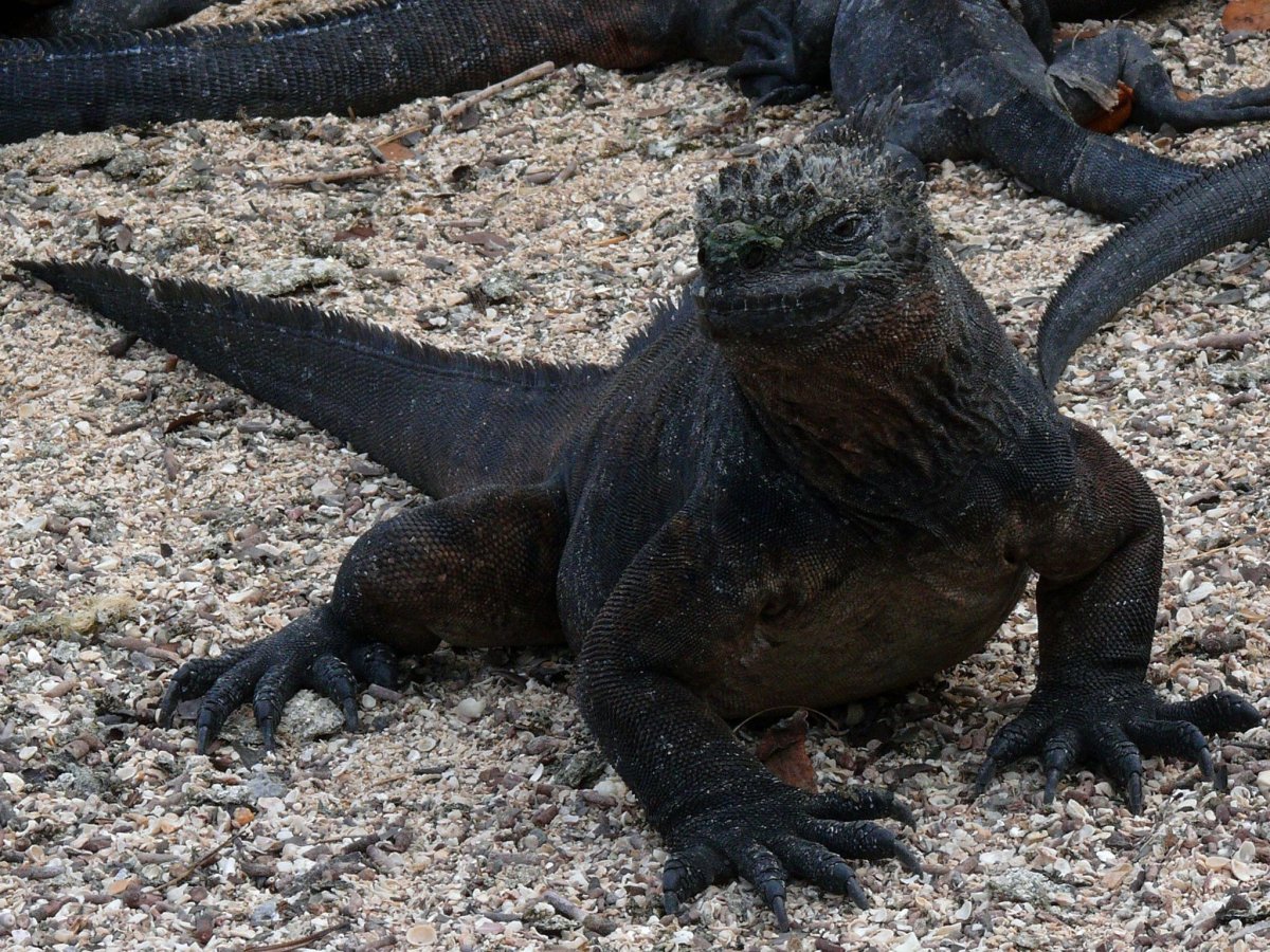 Гибридная игуана (Hybrid Iguana)