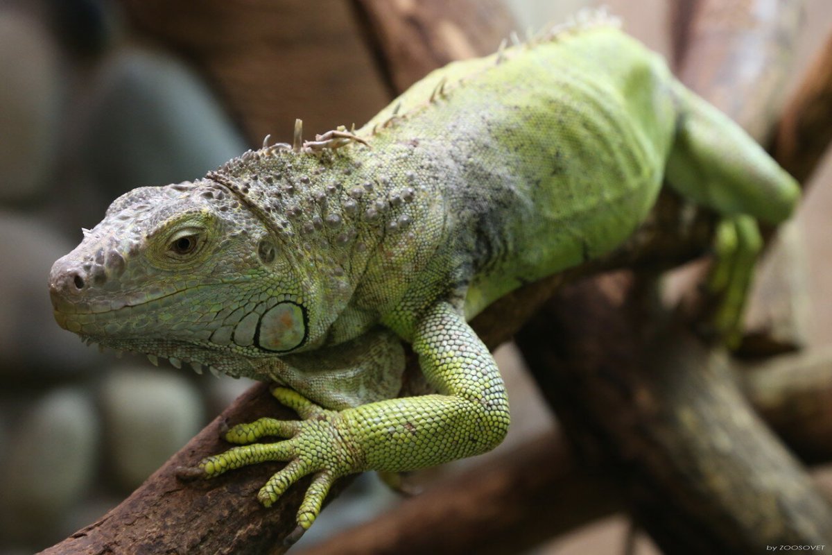 Игуана зеленая бигопедия