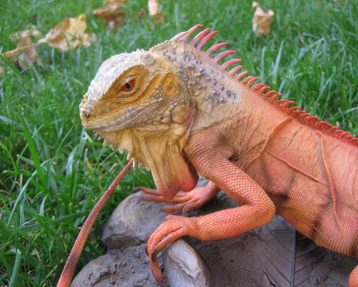 Огромная игуана
