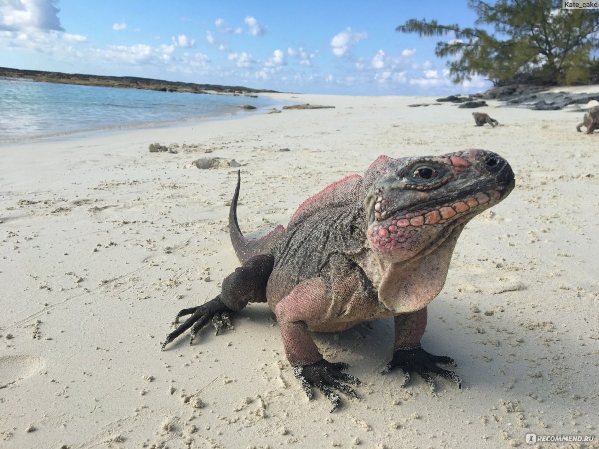 Остров игуан на Багамах