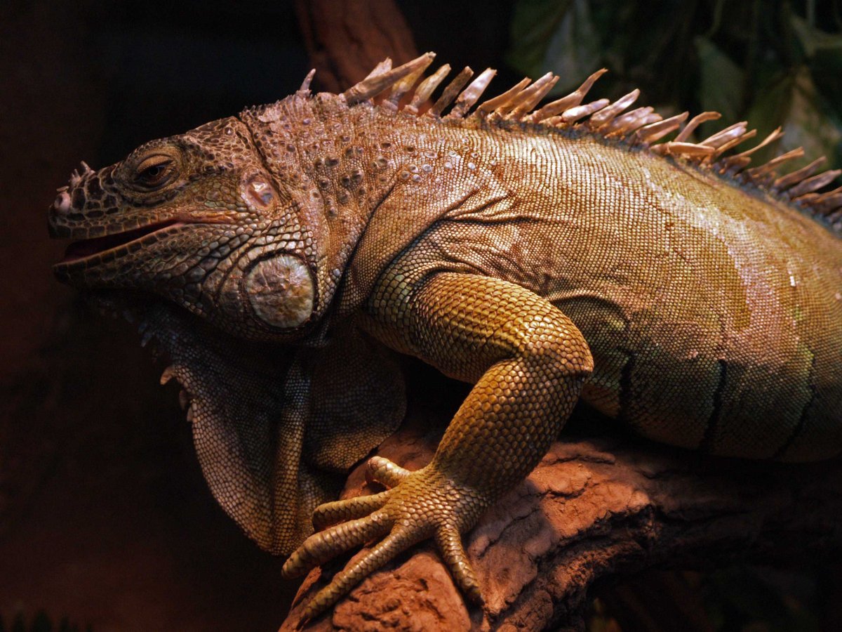 Игуана 2 метра