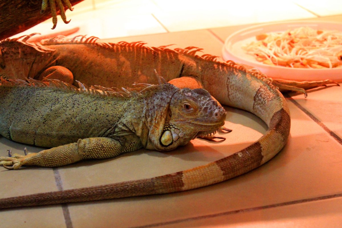 Игуана 3 глаза