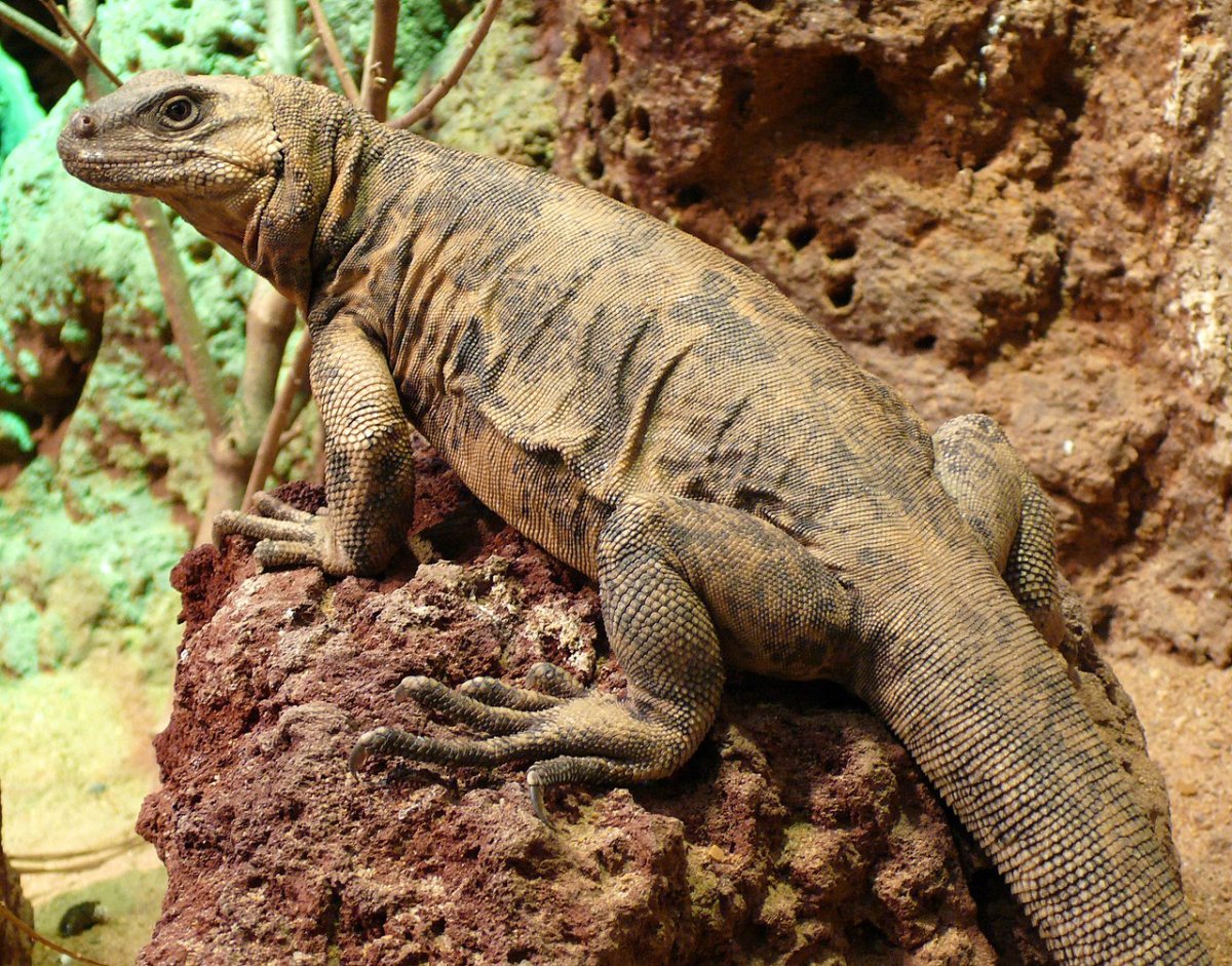 Игуана Сан Эстебан