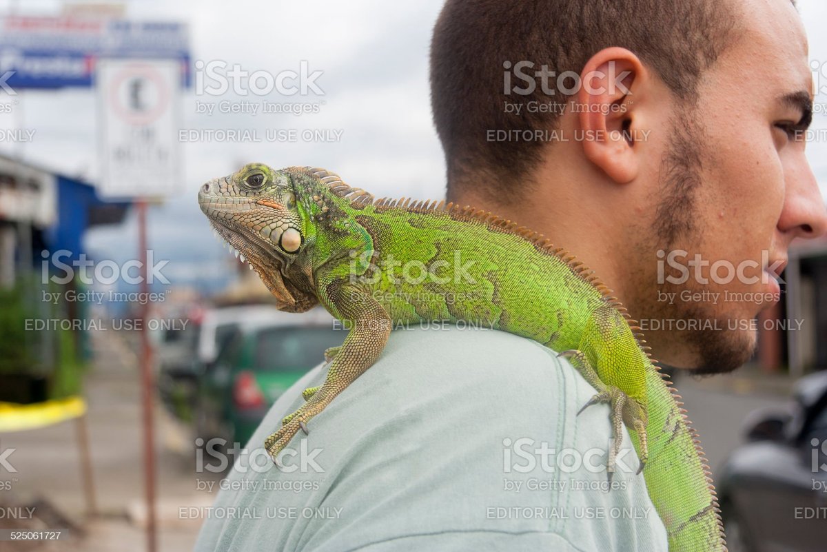 Игуана на плече