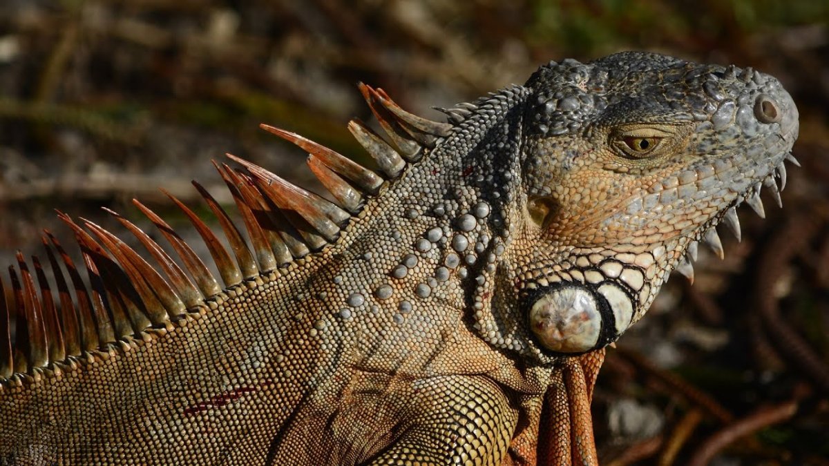 Голова игуаны