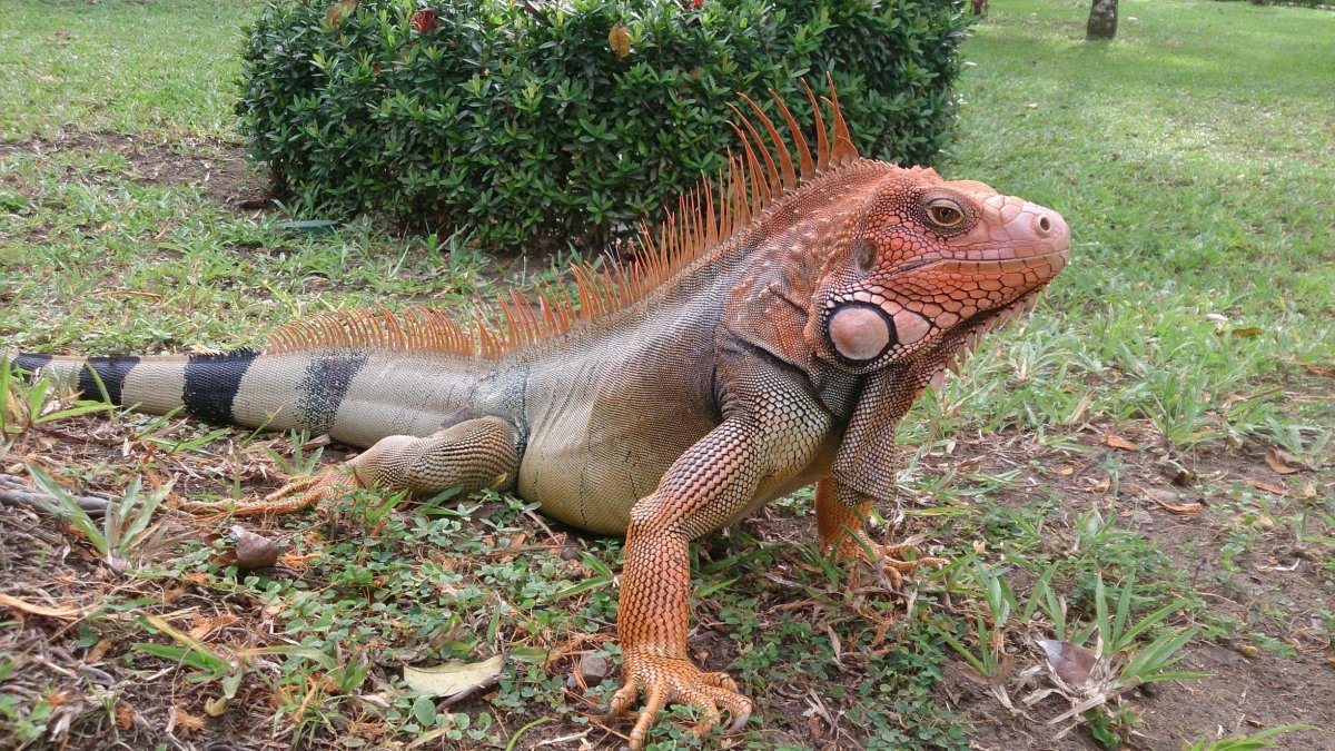 Игуана обыкновенная красная
