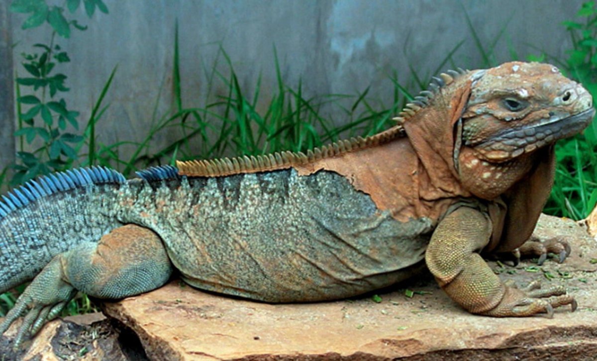 Ямайская кольцехвостая игуана (Jamaican Rock Iguana)
