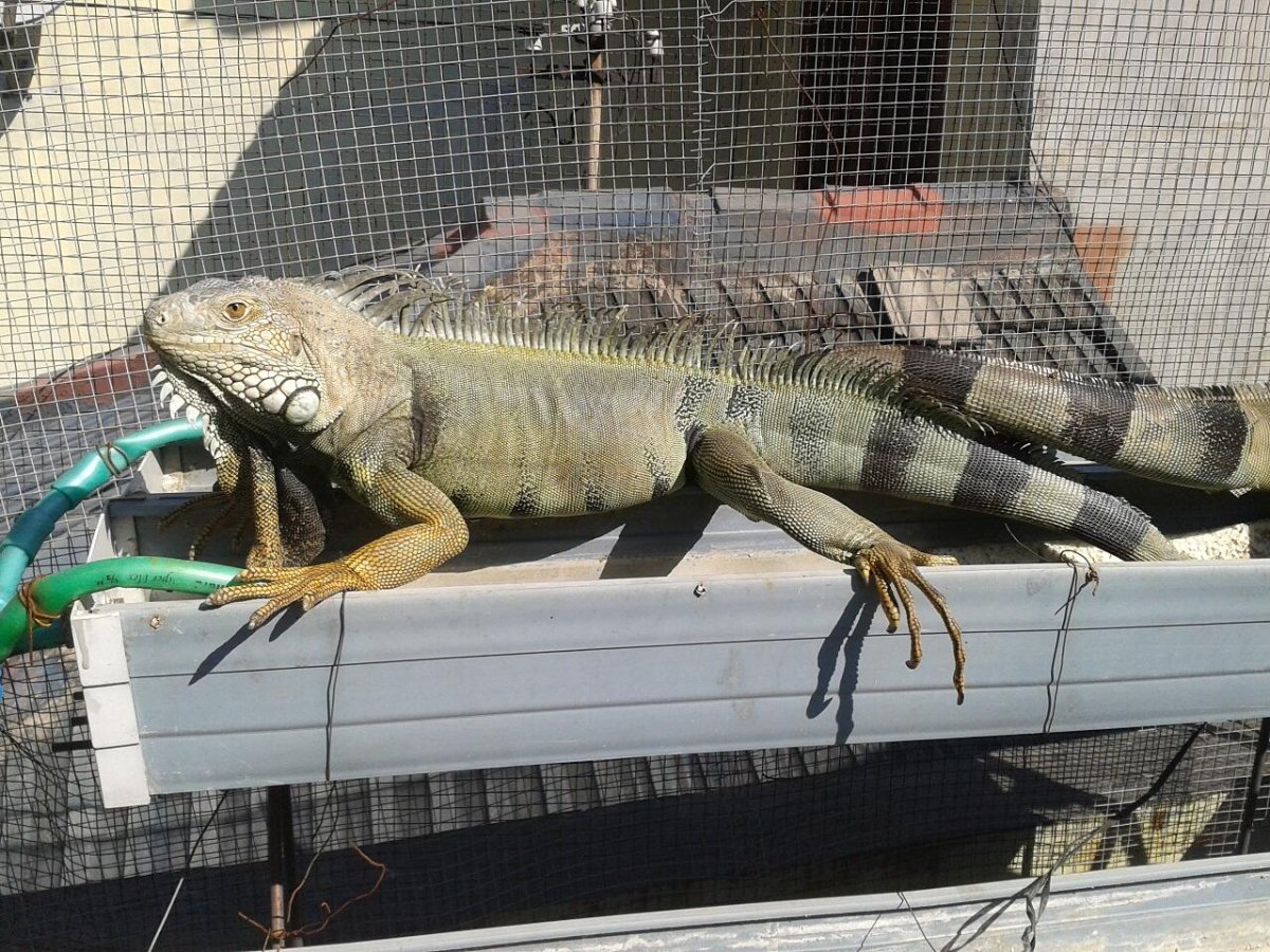 Килехвостая игуана