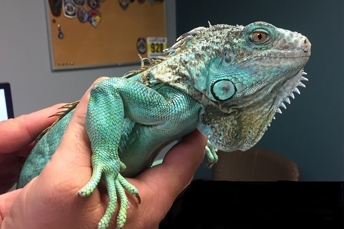 Домашняя водная игуана