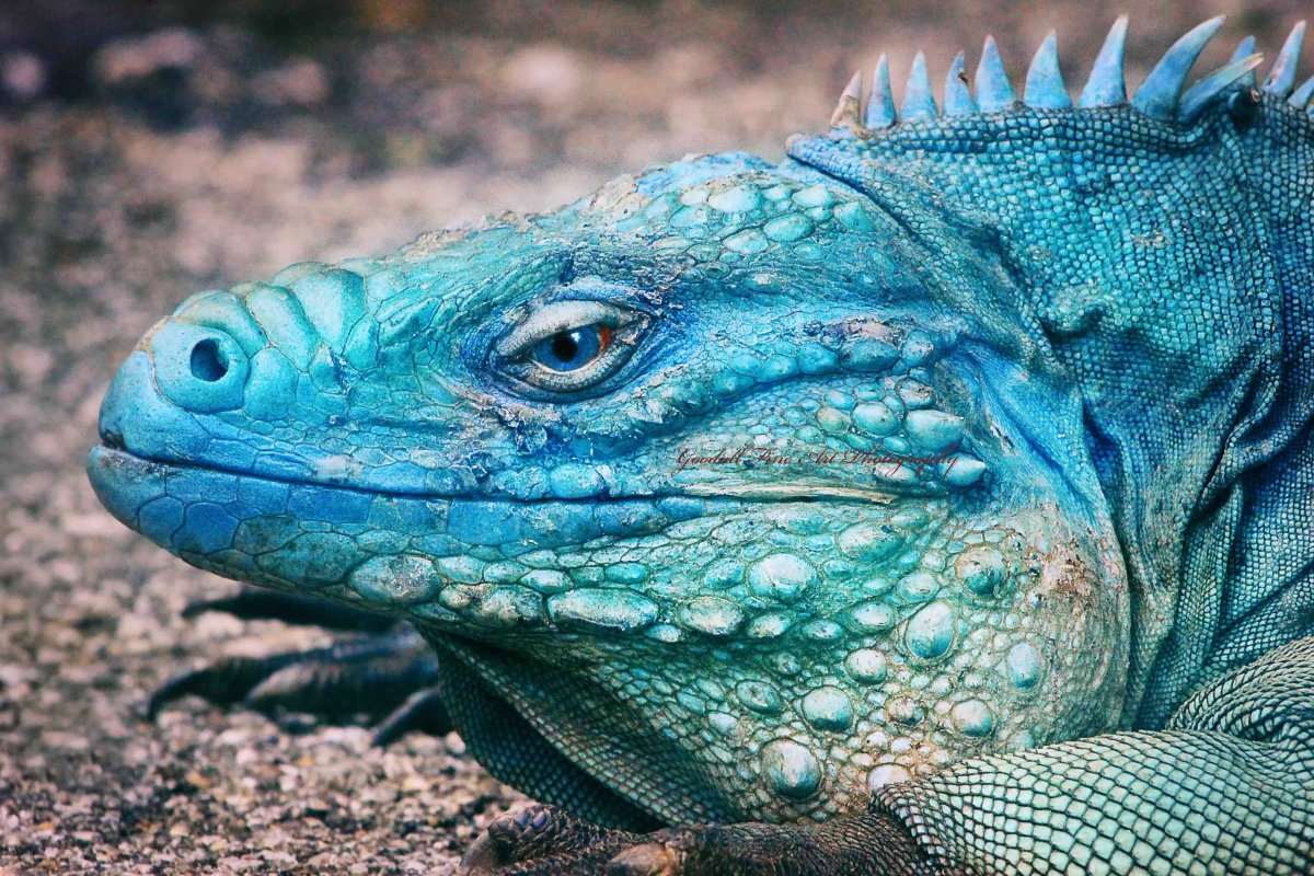 Голубая игуана ящерица