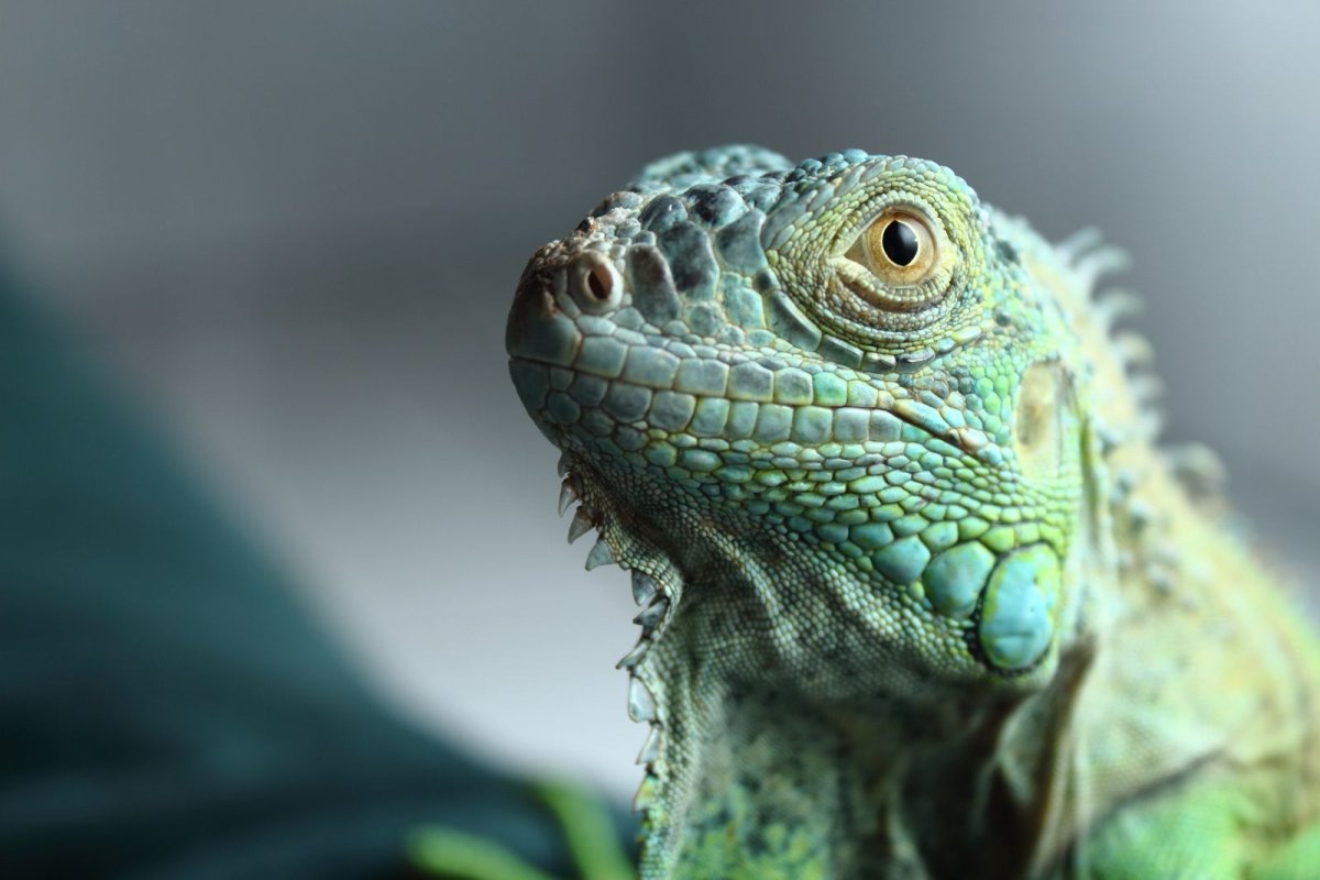 Грустная ящерица