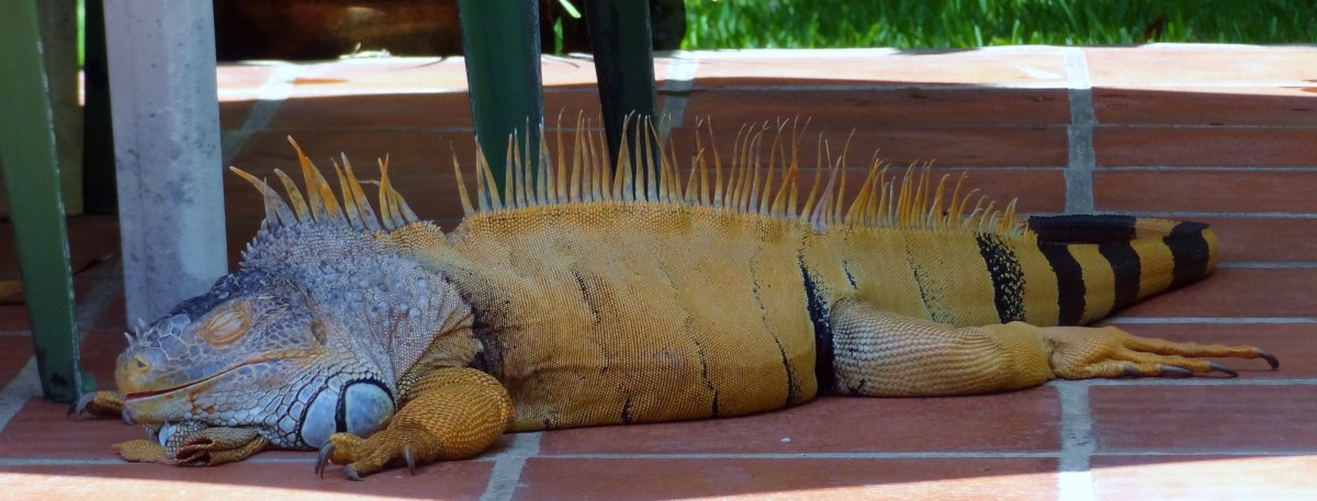 Огромная игуана