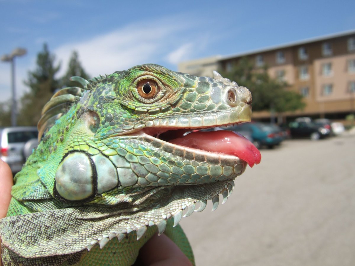 Игуана Дон дракон