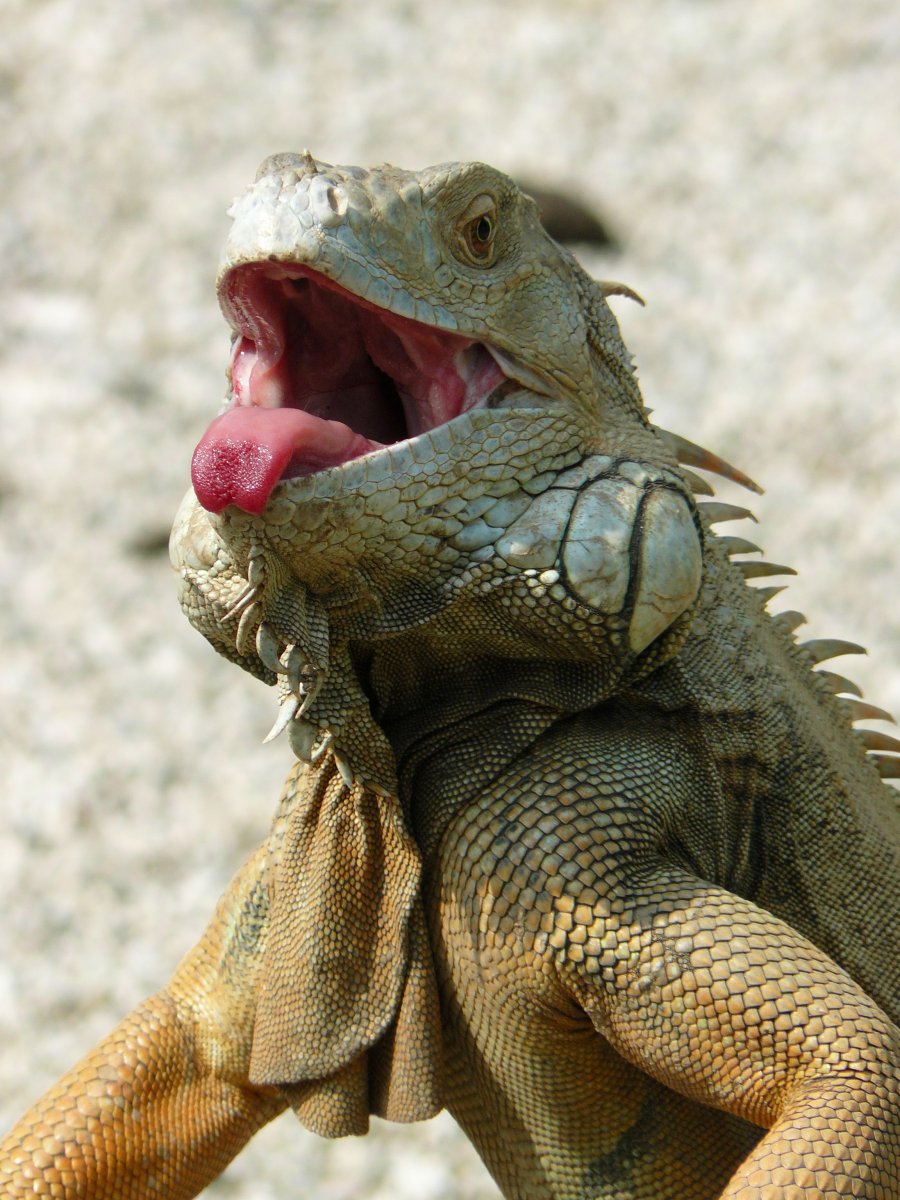 Комодский Варан зубы