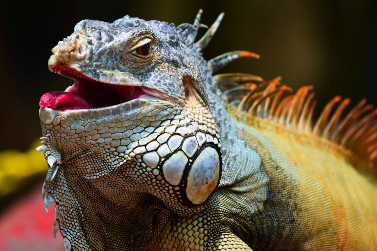 Игуана открывает пасть