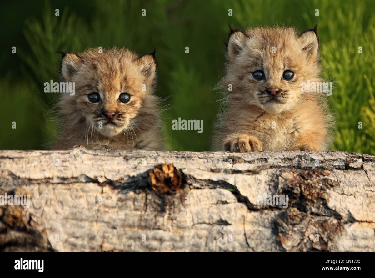 Манул и Мейн кун