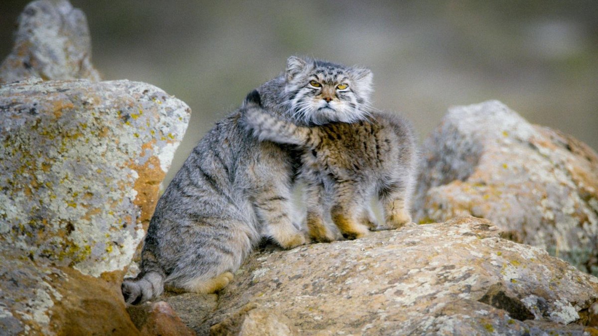 Манул (палласов кот)