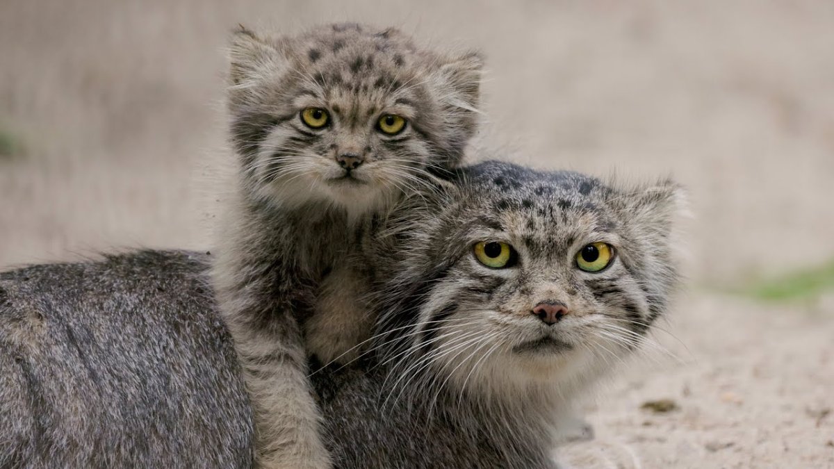 Маленький Тигренок