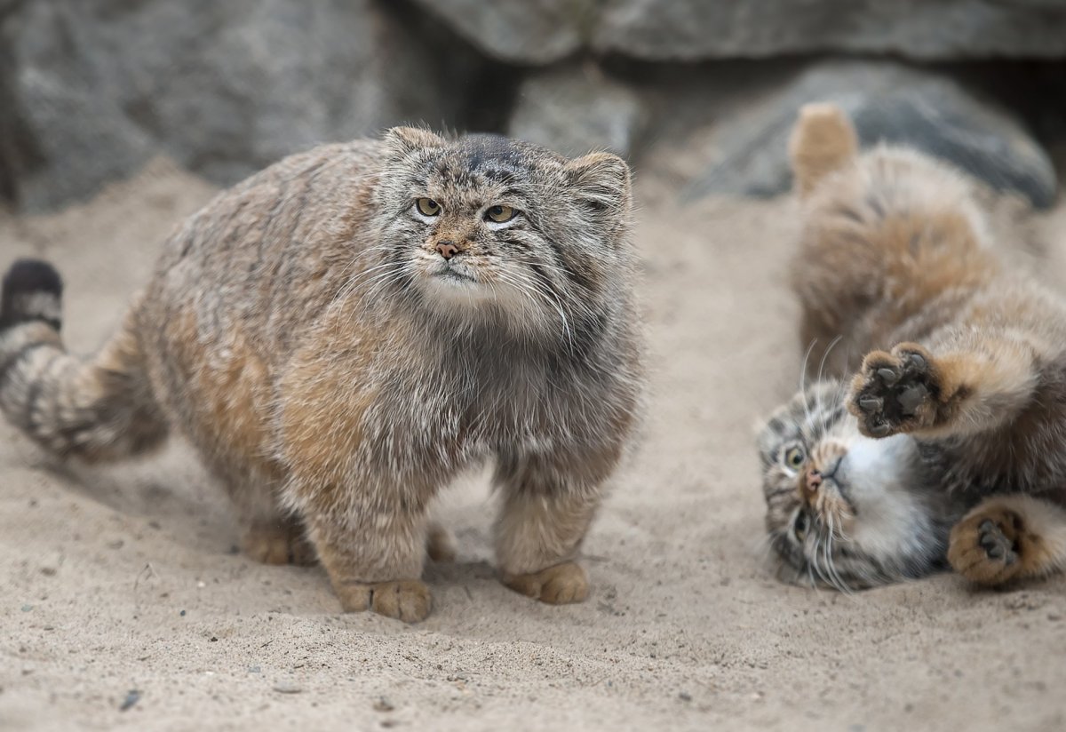 Кот Манул Новосибирский зоопарк